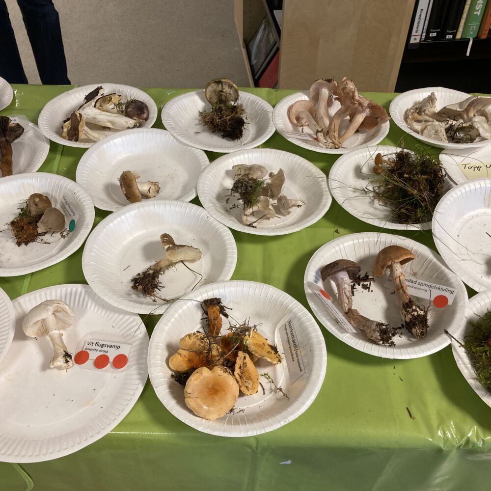 olika sorter svamp på papperstallrikar