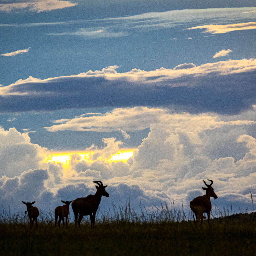antiloper mot solnedgång Foto Lotta Lund