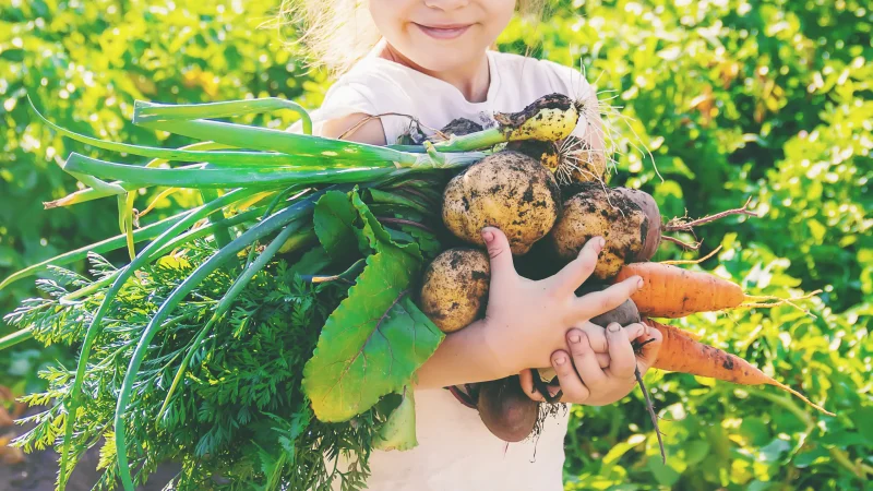 Ett barn som håller morötter oh potatis i sin famn